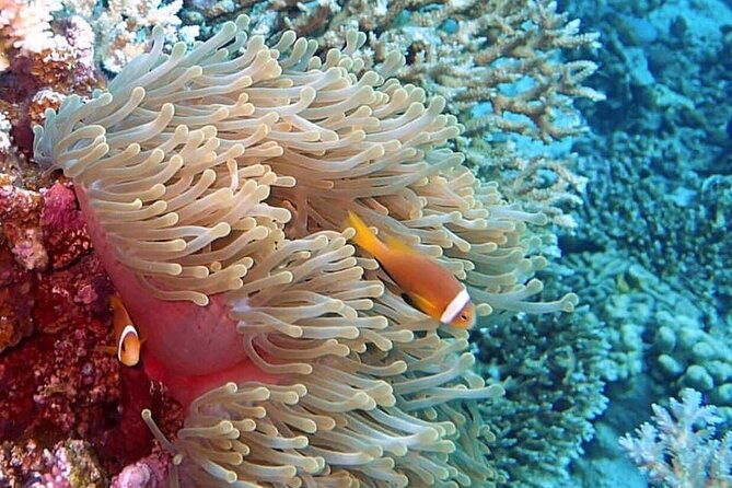 vieques-snorkeling-boat-tour-from-san-juan