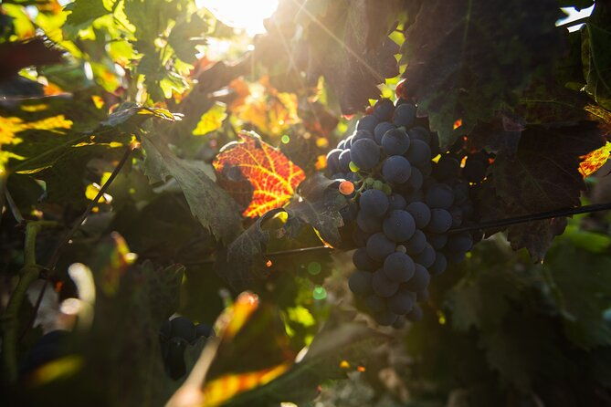 vineyard-tour-with-wine-tasting-and-local-products