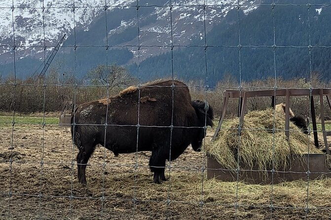 vip-tour-from-anchorage-to-alaska-wildlife-conservation-center-2