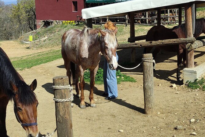 visit-a-farm-and-horseback-riding-in-nature-2