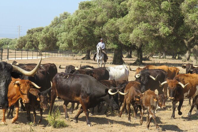 visit-alvaro-domecq-horses-and-brave-bulls-in-freedom