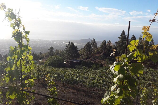 visit-to-arafo-mountain-vineyard-and-organic-wine-tasting