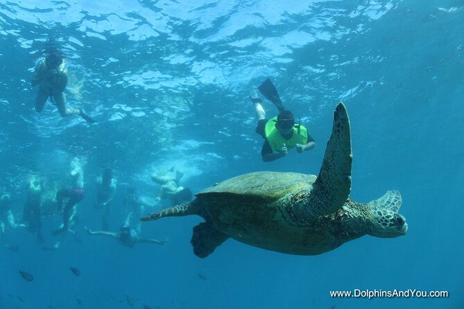 waikiki-turtle-canyon-snorkeling-with-lunch-and-hula-show