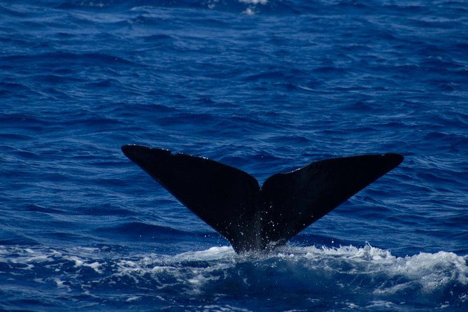 waitukubuli-dolphin-and-whale-watch-in-dominica