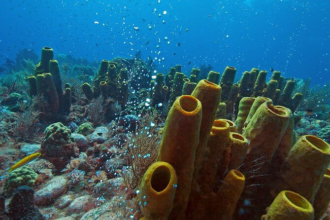 waitukubuli-volcano-snorkeling