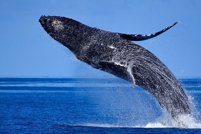 wake-up-with-the-whales-cruise-from-kawaihae-harbor