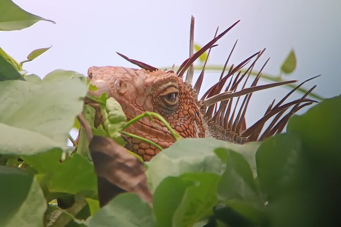 walk-and-sighting-of-flora-and-fauna-in-manuel-antonio