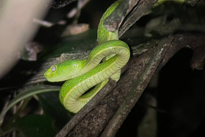 walking-guided-tour-in-monteverde-reserve