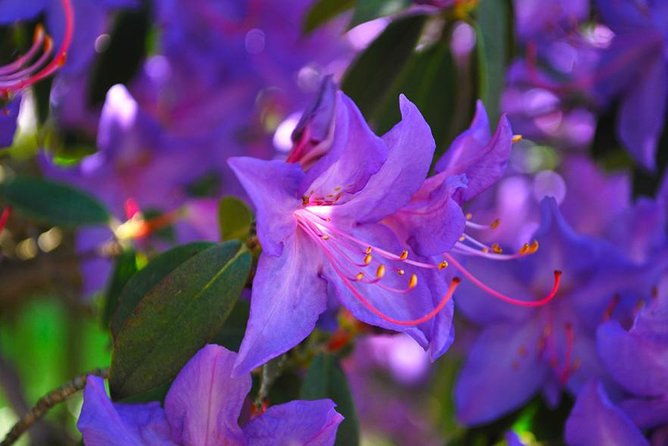 walking-tour-with-a-private-tour-guide-in-the-botanical-gardens-of-villa-taranto
