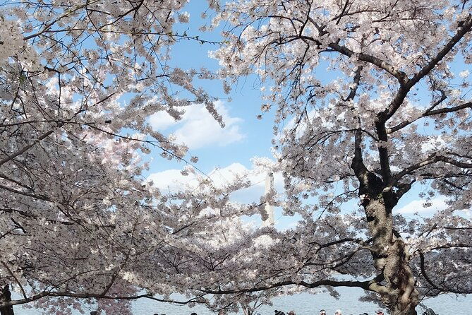 washington-d-c-cherry-blossom-1-day-tour-from-new-york