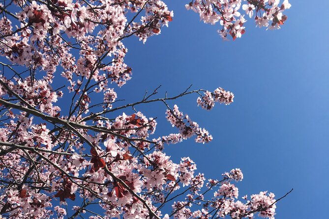 washington-d-c-cherry-blossom-day-tour-from-dcva
