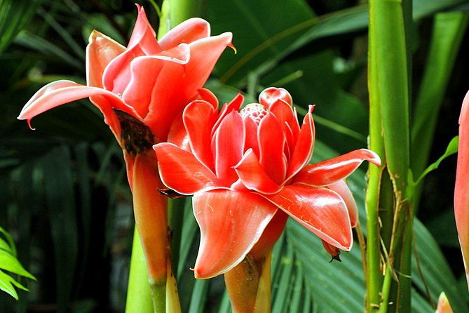 waterfall-rainforest-chocolate-tour-historical-sites-private