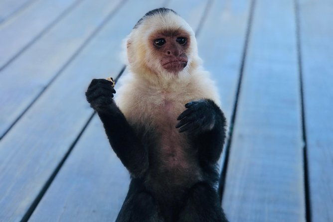 west-bay-beach-break-monkey-and-sloth-sanctuary