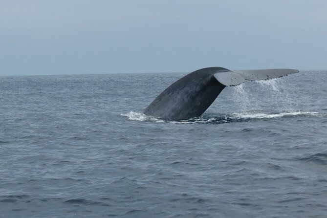 whale-and-dolphin-watching-in-san-diego