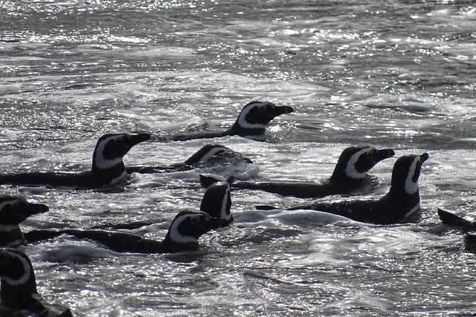 whale-and-glacier-watching-from-punta-arenas-francisco-coloane-park