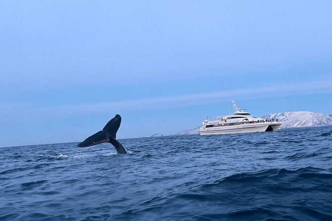 whale-safari-in-tromso