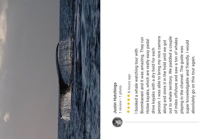 whale-watch-and-scenic-tour-from-kayak