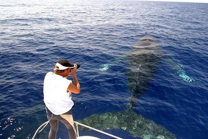 whale-watch-excursion-from-the-big-island