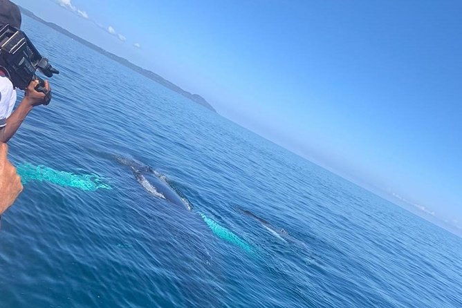 whale-watch-tour-from-santo-domingo-with-bacardi-island-and-lunch-included