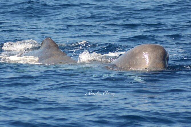 whale-watching-activity-in-north-coast