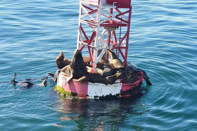 whale-watching-and-orange-county-beaches-tour-from-anaheim