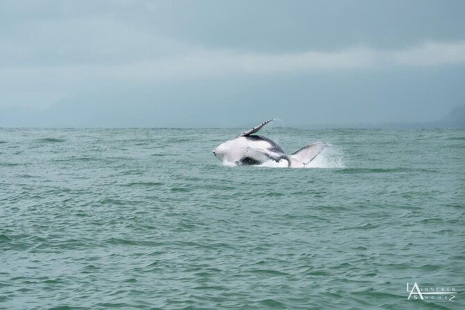 whale-watching-at-the-marino-ballena-national-park
