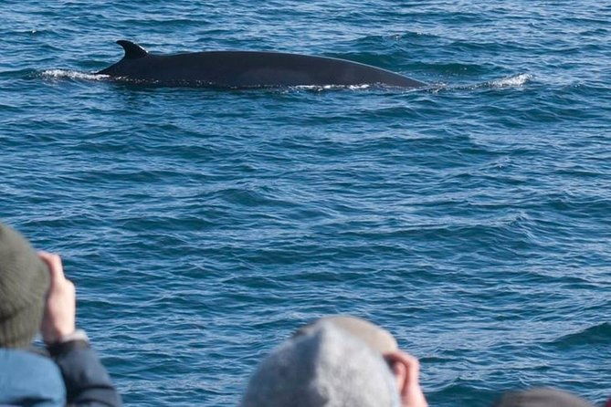 whale-watching-atv-adventure-from-reykjavik