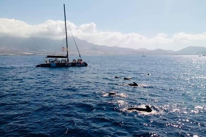 whale-watching-catamaran-to-los-gigantes-masca-including-drinks-warm-lunch-2