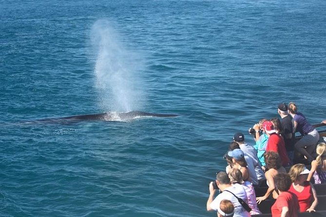 whale-watching-cruise-from-newport-beach-2