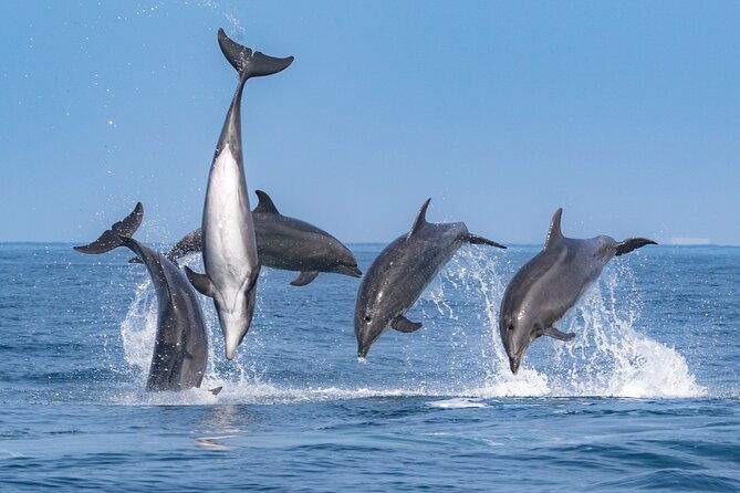 whale-watching-cruise-from-newport-beach