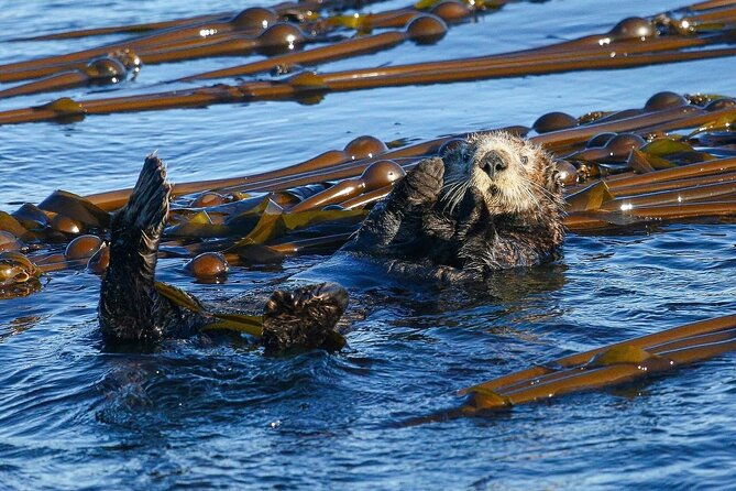 whale-watching-deception-pass-tour-from-seattle