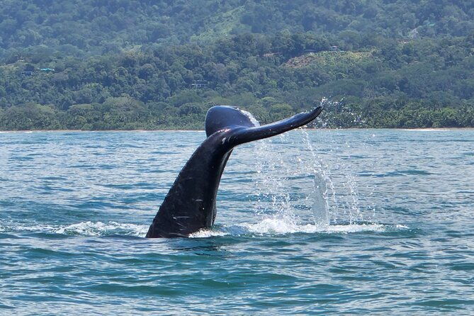 whale-watching-experience-marino-ballena-national-park