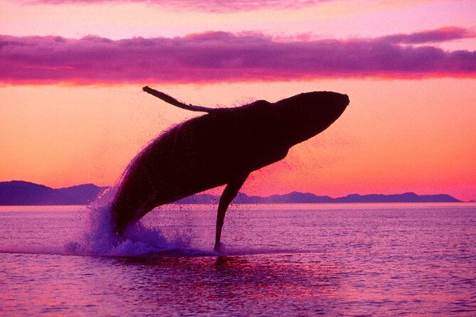 whale-watching-limon-waterfall-day-trip