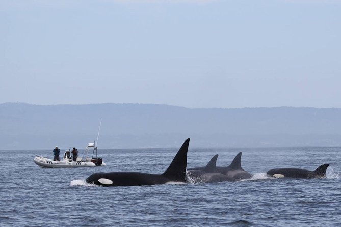 whale-watching-monterey-bay-semi-private-limited-to-6-people-max