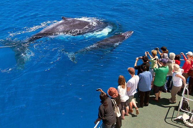 whale-watching-samana-bacardi-island