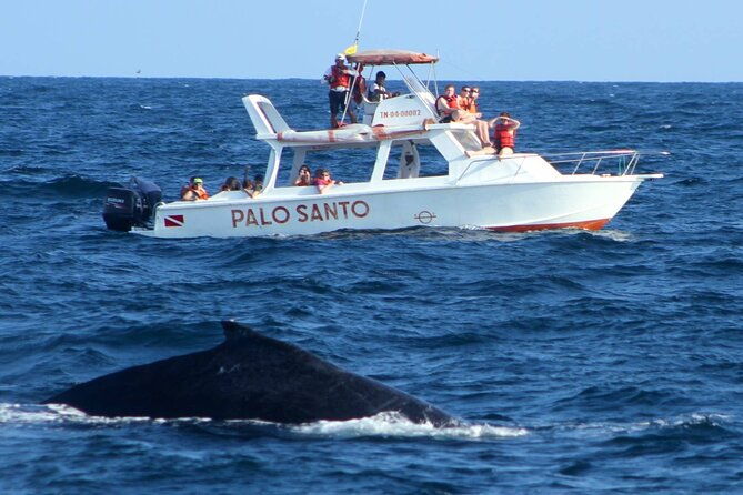 whale-watching-tour-in-samana