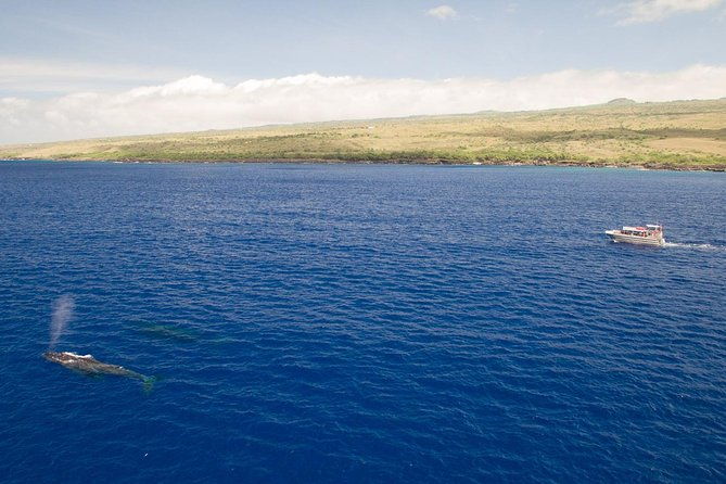 whale-watching-tour-whales-guaranteed-in-kona-waikoloa
