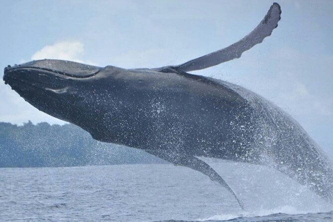 whales-and-dolphins-watching-tour-from-manuel-antonio