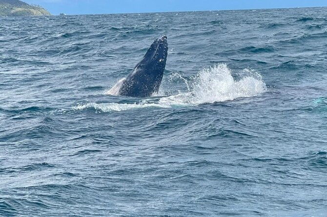 whales-samana-bacardi-island-horse-limon-waterfall