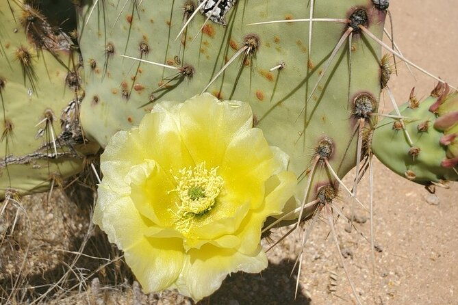 when-nature-calls-exploring-the-sonoran-desert