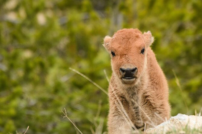 wildlife-and-waterfalls-2
