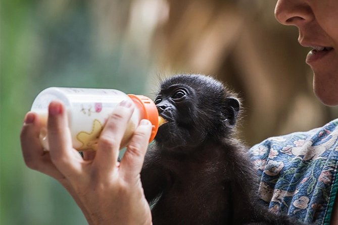 wildlife-rescue-center-and-punta-uva-beach-jungle-hike