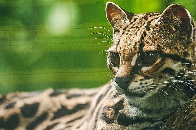 wildlife-rescue-center-tour-in-costa-rica