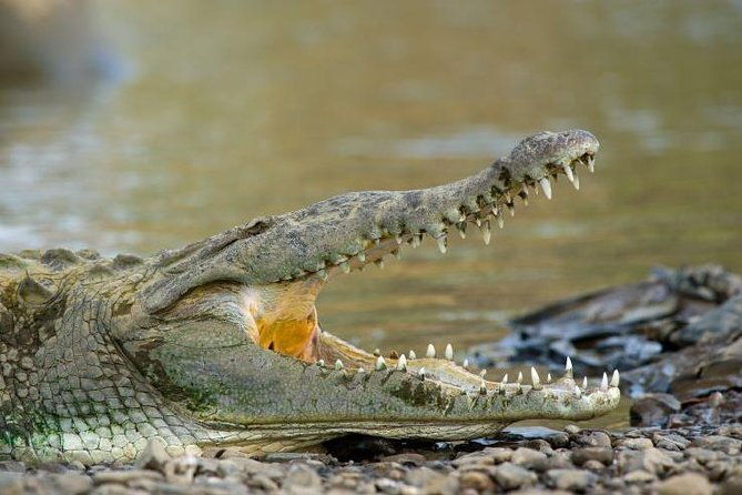 wildlife-river-boat-safari-cultural-experience