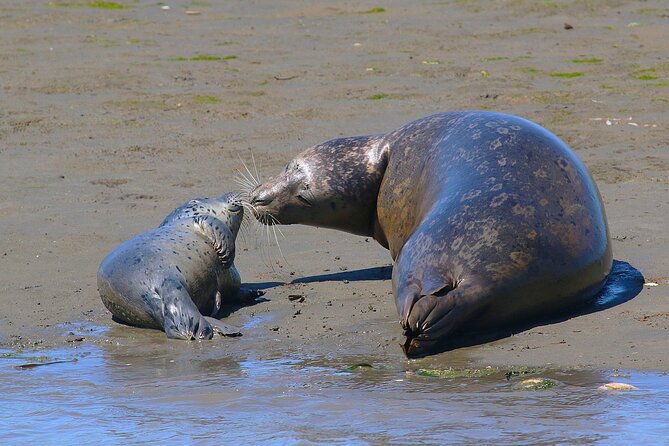 wildlife-safari-boat-tour-in-scenic-monterey-bay-wetland-2