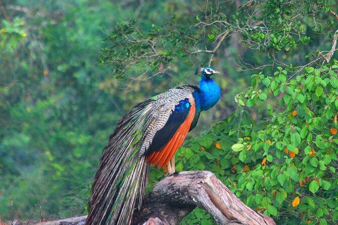 wilpattu-national-park-private-jeep-safari-from-colombo-negombo