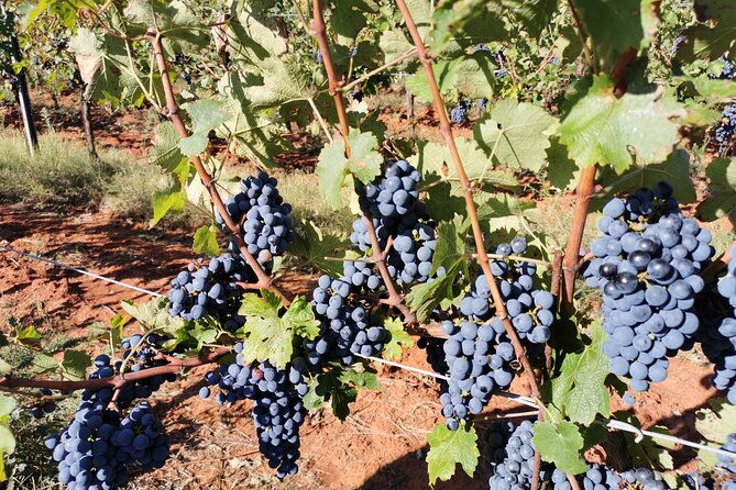 wine-tasting-experience-at-the-organic-winery-in-sisan