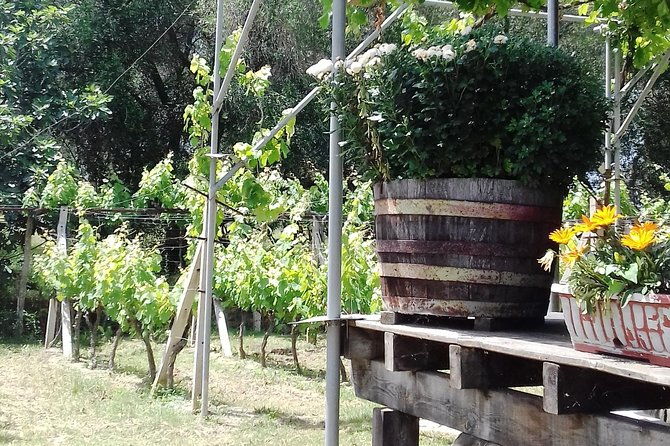 wine-tour-and-olive-tasting-small-group-tour