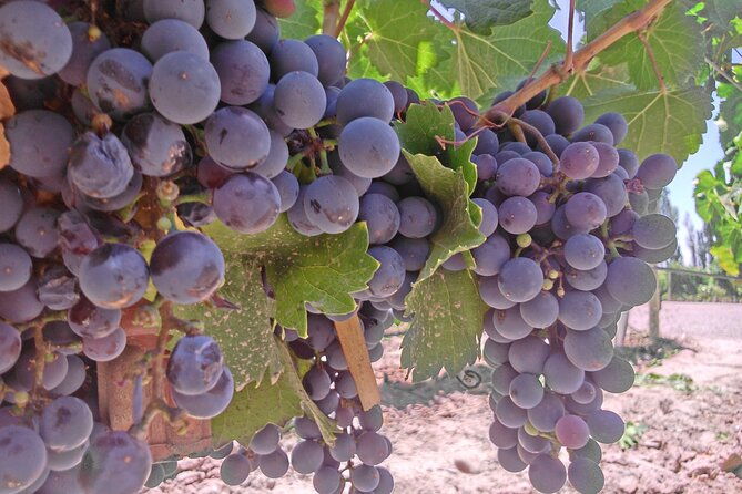 wine-tour-with-lunch