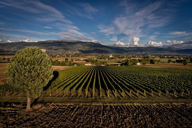 winery-tour-and-private-tasting-in-montefalco